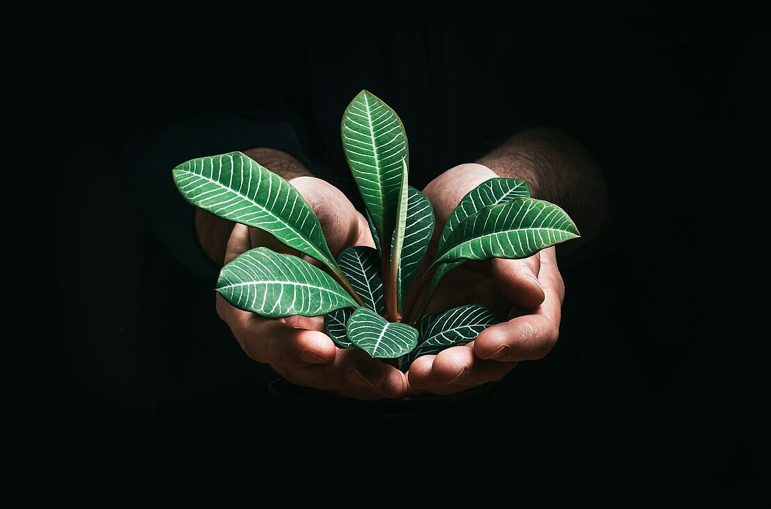 Hände halten Pflanze als Symbol für nachhaltige Unternehmensstrategie und Integration von ESG in Managementsysteme