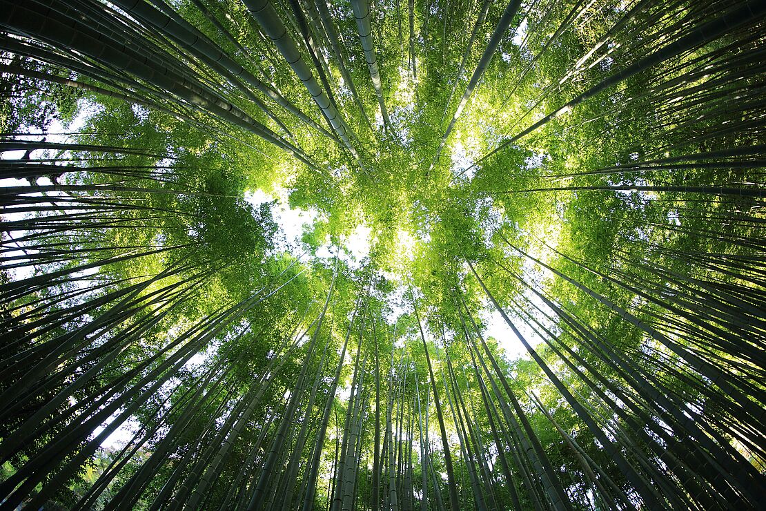 Grüner Wald mit Blick in die Baumkronen symbolisiert die Verzahnung von Umweltmanagement, Arbeitsschutz und Compliance im Aufgabenfeld von Mehrfachbeauftragte