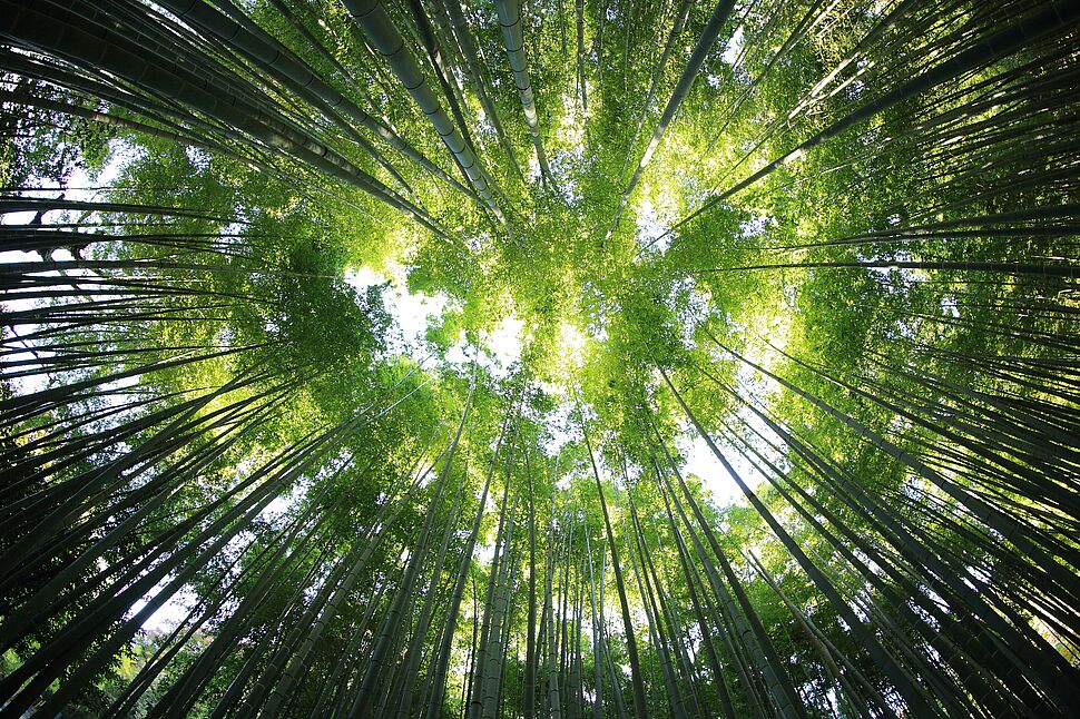 Grüner Wald mit Blick in die Baumkronen symbolisiert die Verzahnung von Umweltmanagement, Arbeitsschutz und Compliance im Aufgabenfeld von Mehrfachbeauftragte